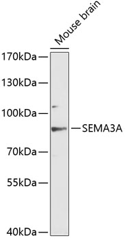 Western blot - SEMA3A Polyclonal Antibody 