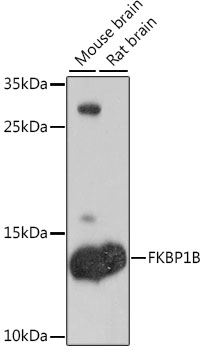 Western blot - FKBP1B Polyclonal Antibody 