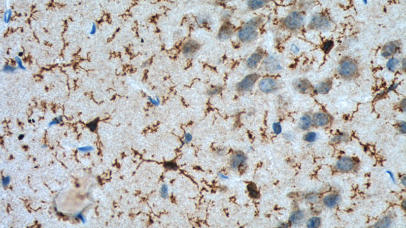 Immunohistochemistry of paraffin-embedded mouse brain tissue slide using Catalog No:107798(ADORA2A Antibody) at dilution of 1:100 (under 40x lens). heat mediated antigen retrieved with Tris-EDTA buffer(pH9).