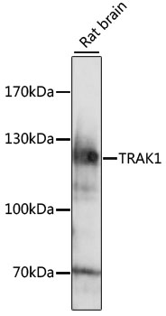 Western blot - TRAK1 Polyclonal Antibody 