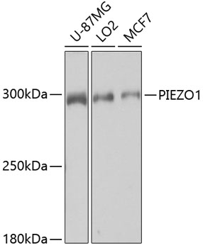 Western blot - PIEZO1 Polyclonal Antibody 