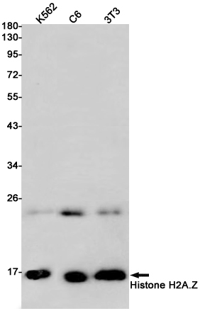 Western blot detection of Histone H2A.Z in K562,C6,3T3 cell lysates using Histone H2A.Z Rabbit pAb(1:1000 diluted).Predicted band size:14kDa.Observed band size:14kDa.