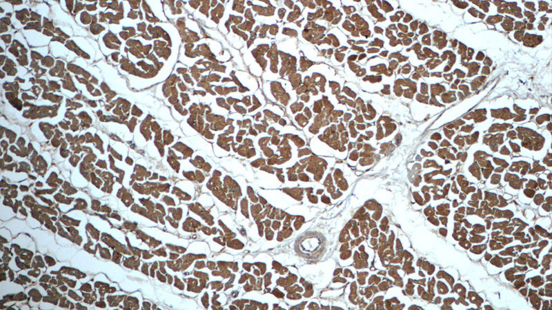 Immunohistochemistry of paraffin-embedded human heart tissue slide using Catalog No:108801(C9orf61 Antibody) at dilution of 1:50 (under 10x lens)
