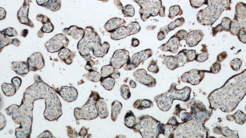 Immunohistochemical of paraffin-embedded human placenta using Catalog No:113932(CSH1 antibody) at dilution of 1:50 (under 10x lens)