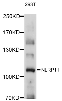 Western blot - NLRP11 Polyclonal Antibody 