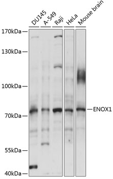 Western blot - ENOX1 Polyclonal Antibody 