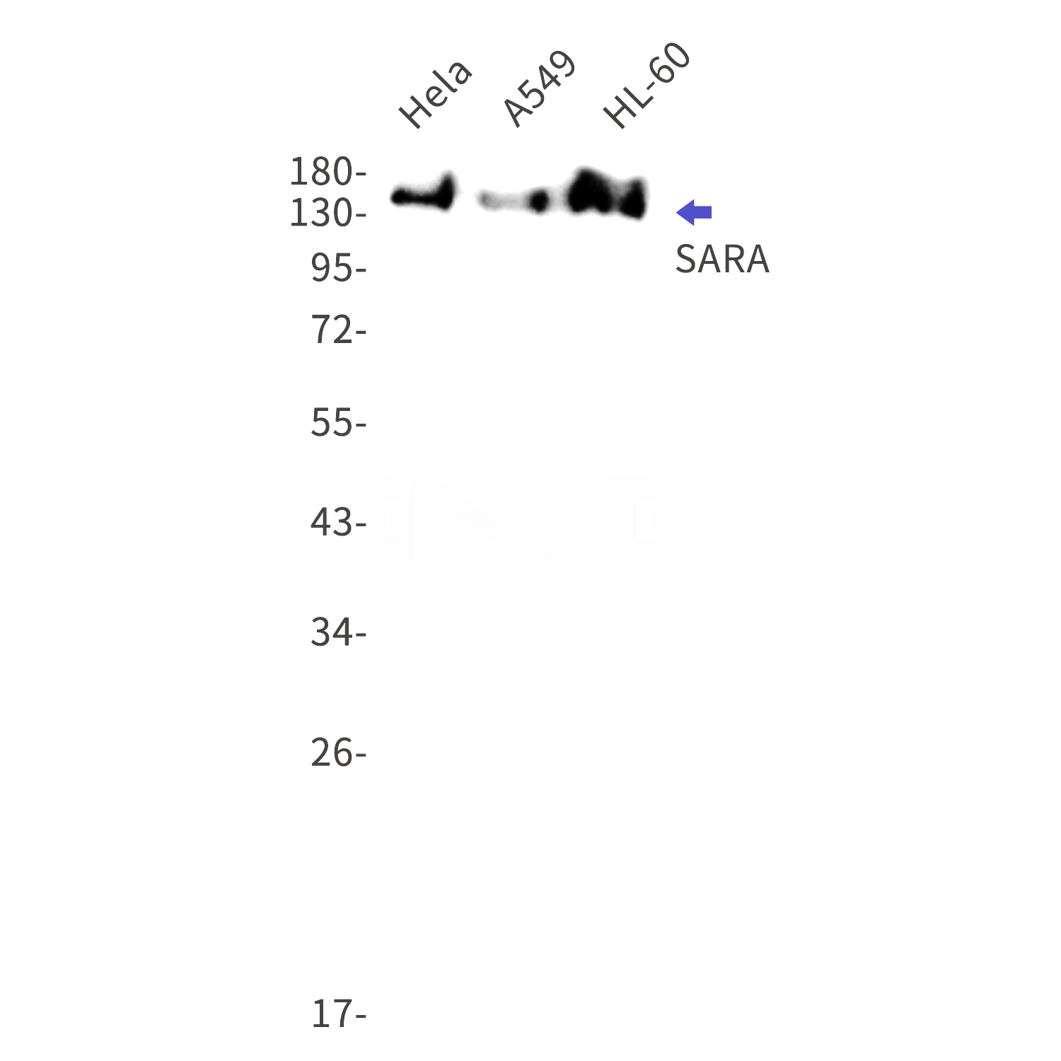 Western blot detection of SARA in Hela,A549,HL-60 cell lysates using SARA Rabbit mAb(1:1000 diluted).Predicted band size:156kDa.Observed band size:156kDa.