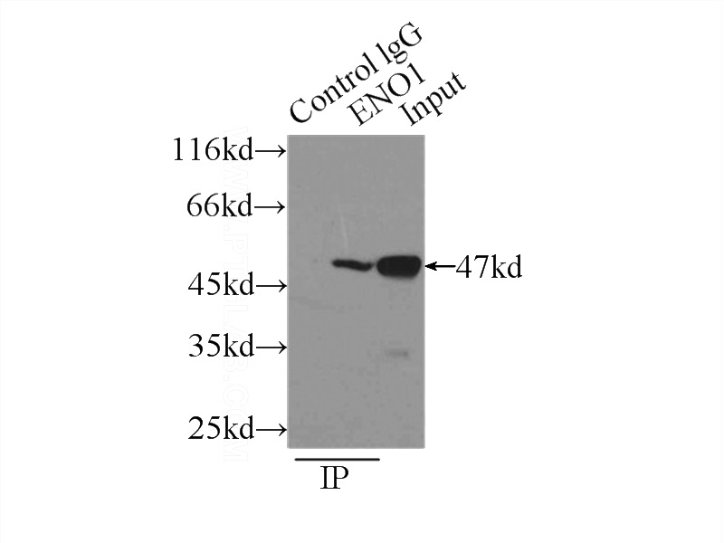 IP Result of anti-ENO1 (IP:Catalog No:110253, 3ug; Detection:Catalog No:110253 1:500) with mouse skeletal muscle tissue lysate 3500ug.