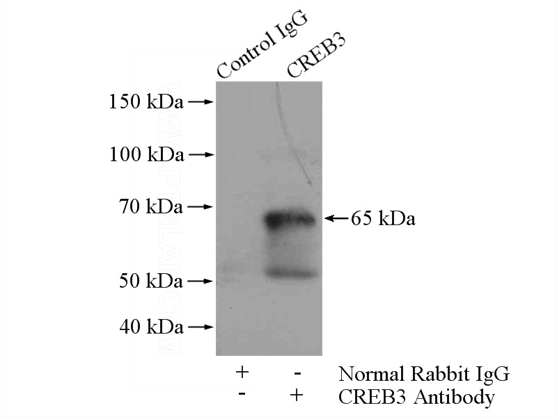 IP Result of anti-CREB3 (IP:Catalog No:109546, 4ug; Detection:Catalog No:109546 1:500) with PC-3 cells lysate 1800ug.
