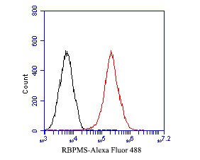Fig11: Flow cytometric analysis of RBPMS was done on F9 cells. The cells were fixed, permeabilized and stained with the primary antibody ( 1/50) (red). After incubation of the primary antibody at room temperature for an hour, the cells were stai