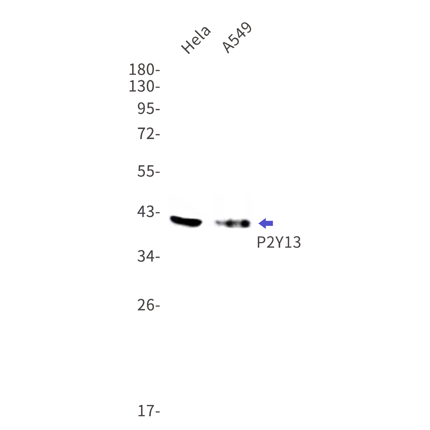 Western blot detection of P2Y13 in Hela,A549 cell lysates using P2Y13 Rabbit mAb(1:1000 diluted).Predicted band size:41kDa.Observed band size:41kDa.