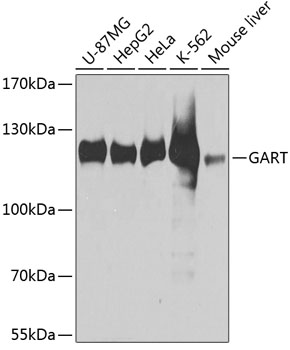 Western blot - GART Polyclonal Antibody 