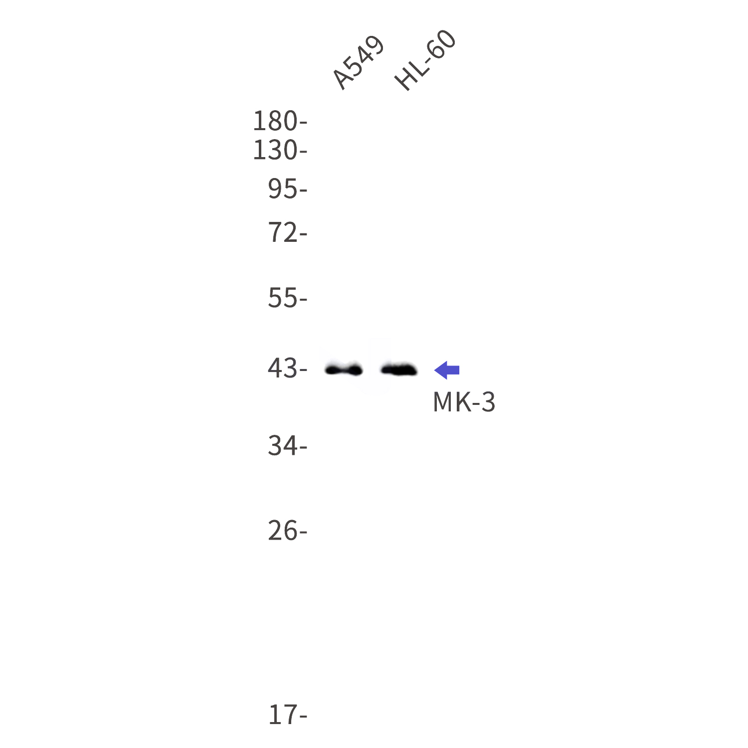 Western blot detection of MK-3 in A549,HL-60 cell lysates using MK-3 Rabbit mAb(1:1000 diluted).Predicted band size:43kDa.Observed band size:43kDa.