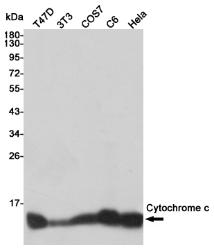 Western blot detection of Cytochrome c in T47D,3T3,COS7,C6 and Hela cell lysates using Cytochrome c mouse mAb (1:10000 diluted).Predicted band size:14kDa.Observed band size:14kDa.