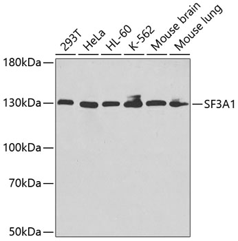 Western blot - SF3A1 Polyclonal Antibody 