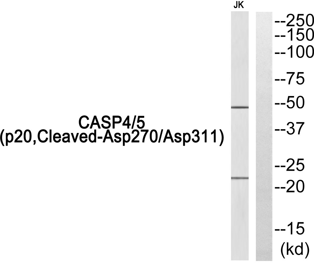 Fig1:; Western blot analysis of Caspase 4/5 (p20, Cleaved-Asp270/Asp311) Antibody. The lane on the right is blocked with the Caspase 4/5 (p20, Cleaved-Asp270/Asp311) peptide.