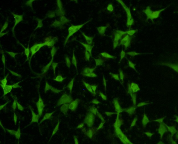 Fig2: ICC staining TESPA1 in A172 cells (green). The nuclear counter stain is DAPI (blue). Cells were fixed in paraformaldehyde, permeabilised with 0.25% Triton X100/PBS.