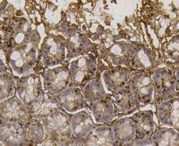 Fig6: Immunohistochemical analysis of paraffin- embedded mouse colon tissue using anti-EFTUD2 Mouse mAb.