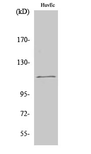 Fig1:; Western Blot analysis of various cells using SENP7 Polyclonal Antibody cells nucleus extracted by Minute TM Cytoplasmic and Nuclear Fractionation kit (SC-003,Inventbiotech,MN,USA).