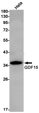 Western blot detection of GDF15 in Hela cell lysates using GDF15 Rabbit pAb(1:1000 diluted).Predicted band size:34kDa.Observed band size:34kDa.