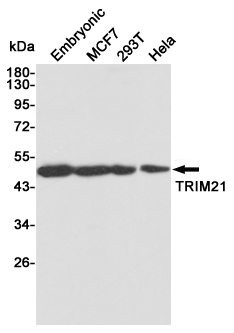 Western blot detection of TRIM21 in Embryonic,MCF7,293T and Hela cell lysates using TRIM21 mouse mAb(dilution 1:1000).Predicted band size:50kDa.Observed band size:50kDa.
