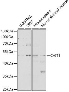 Western blot - CHIT1 Polyclonal Antibody 
