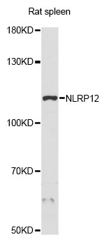 Western blot - NLRP12 Polyclonal Antibody 