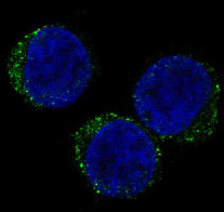 Immunofluorescent analysis of Jurkat cells, using CD8 Antibody .