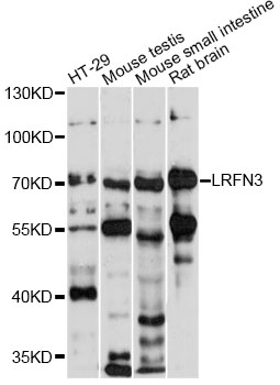 Western blot - LRFN3 Polyclonal Antibody 