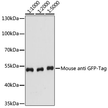 Western blot - Mouse anti GFP-Tag mAb 
