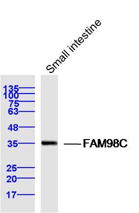 Fig2: Sample: Small intestine (Mouse) Lysate at 40 ug; Primary: Anti-FAM98C at 1/300 dilution; Secondary: IRDye800CW Goat Anti-Rabbit IgG at 1/20000 dilution; Predicted band size: 37 kD; Observed band size: 35 kD