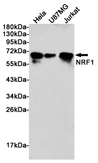 Western blot analysis of extracts from Hela, U87MG and Jurkat cells using NRF1 rabbit pAb at 1:1000 dilution. Predicted band size: 68kDa. Observed band size: 68kDa.