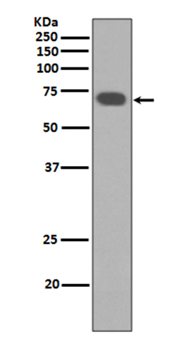 Western blot analysis of YAP expression in HeLa cell lysates.