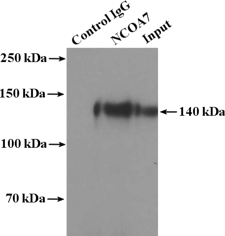IP Result of anti-NCOA7 (IP:Catalog No:113045, 4ug; Detection:Catalog No:113045 1:1000) with HEK-293 cells lysate 3600ug.