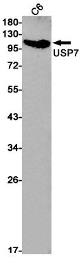 Western blot detection of USP7 in C6 cell lysates using USP7 Rabbit pAb(1:1000 diluted).Predicted band size:128kDa.Observed band size:128kDa.
