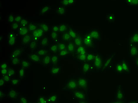 Immunofluorescence - POU6F1 Polyclonal Antibody 