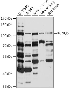 Western blot - KCNQ5 Polyclonal Antibody 