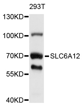 Western blot - SLC6A12 Polyclonal Antibody 
