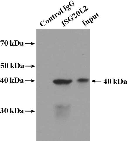 IP Result of anti-ISG20L2 (IP:Catalog No:111939, 4ug; Detection:Catalog No:111939 1:1000) with HEK-293 cells lysate 3240ug.