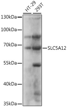 Western blot - SLC5A12 Polyclonal Antibody 