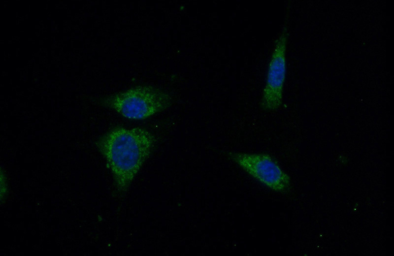 Immunofluorescent analysis of (10% Formaldehyde) fixed NIH/3T3 cells using Catalog No:113515(OTUD5 Antibody) at dilution of 1:50 and Alexa Fluor 488-congugated AffiniPure Goat Anti-Rabbit IgG(H+L)