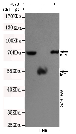 Immunoprecipitation analysis of Hela cell lysates using Ku70 mouse mAb.