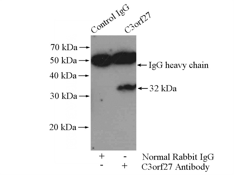 IP Result of anti-C3orf27 (IP:Catalog No:108722, 4ug; Detection:Catalog No:108722 1:500) with HeLa cells lysate 1200ug.