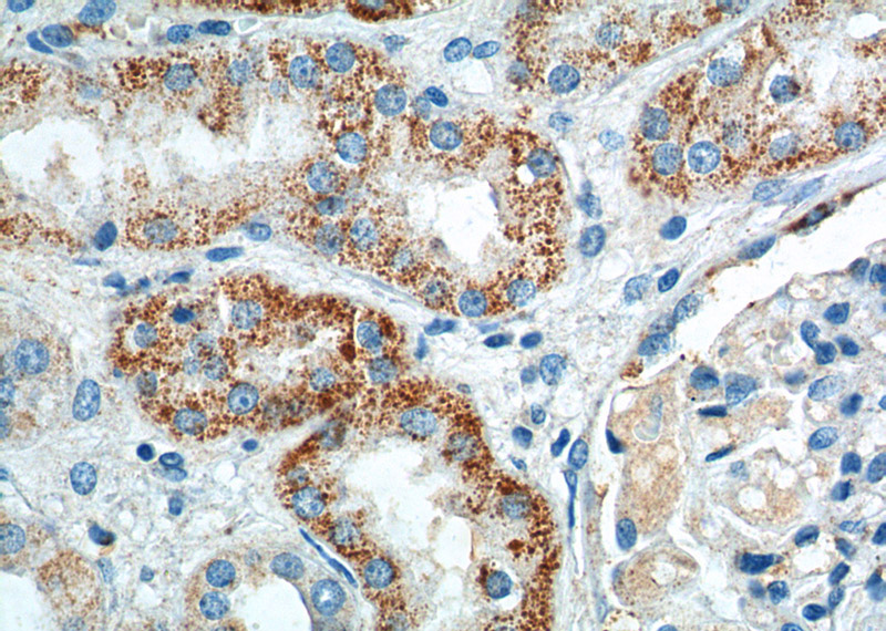 Immunohistochemistry of paraffin-embedded human kidney tissue slide using Catalog No:111106(GPR116 Antibody) at dilution of 1:100 (under 40x lens).