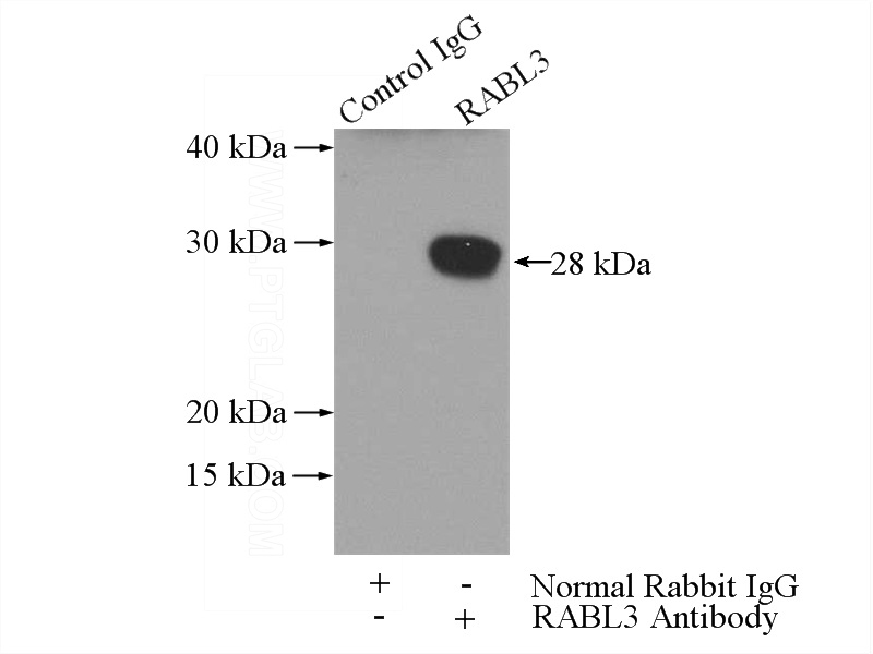 IP Result of anti-RABL3 (IP:Catalog No:114502, 3ug; Detection:Catalog No:114502 1:300) with mouse lung tissue lysate 4000ug.