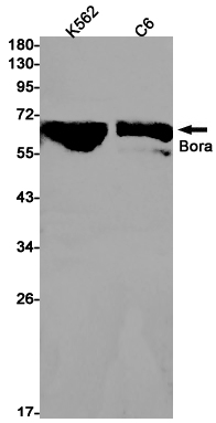 Western blot detection of Bora in K562,C6 cell lysates using Bora Rabbit pAb(1:1000 diluted).Predicted band size:61kDa.Observed band size:61kDa.