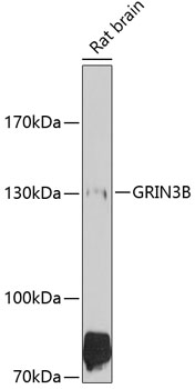Western blot - GRIN3B Polyclonal Antibody 
