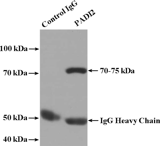 IP Result of anti-PADI2 (IP:Catalog No:113482, 3ug; Detection:Catalog No:113482 1:300) with mouse brain tissue lysate 3600ug.