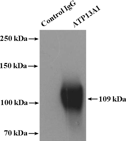 IP Result of anti-ATP13A1 (IP:Catalog No:108339, 4ug; Detection:Catalog No:108339 1:300) with HeLa cells lysate 4000ug.