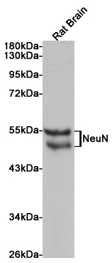 Western blot analysis of extracts from rat brain using NeuN Rabbit pAb at 1:1000 dilution. Predicted band size: 46-55kDa. Observed band size: 46-55kDa.